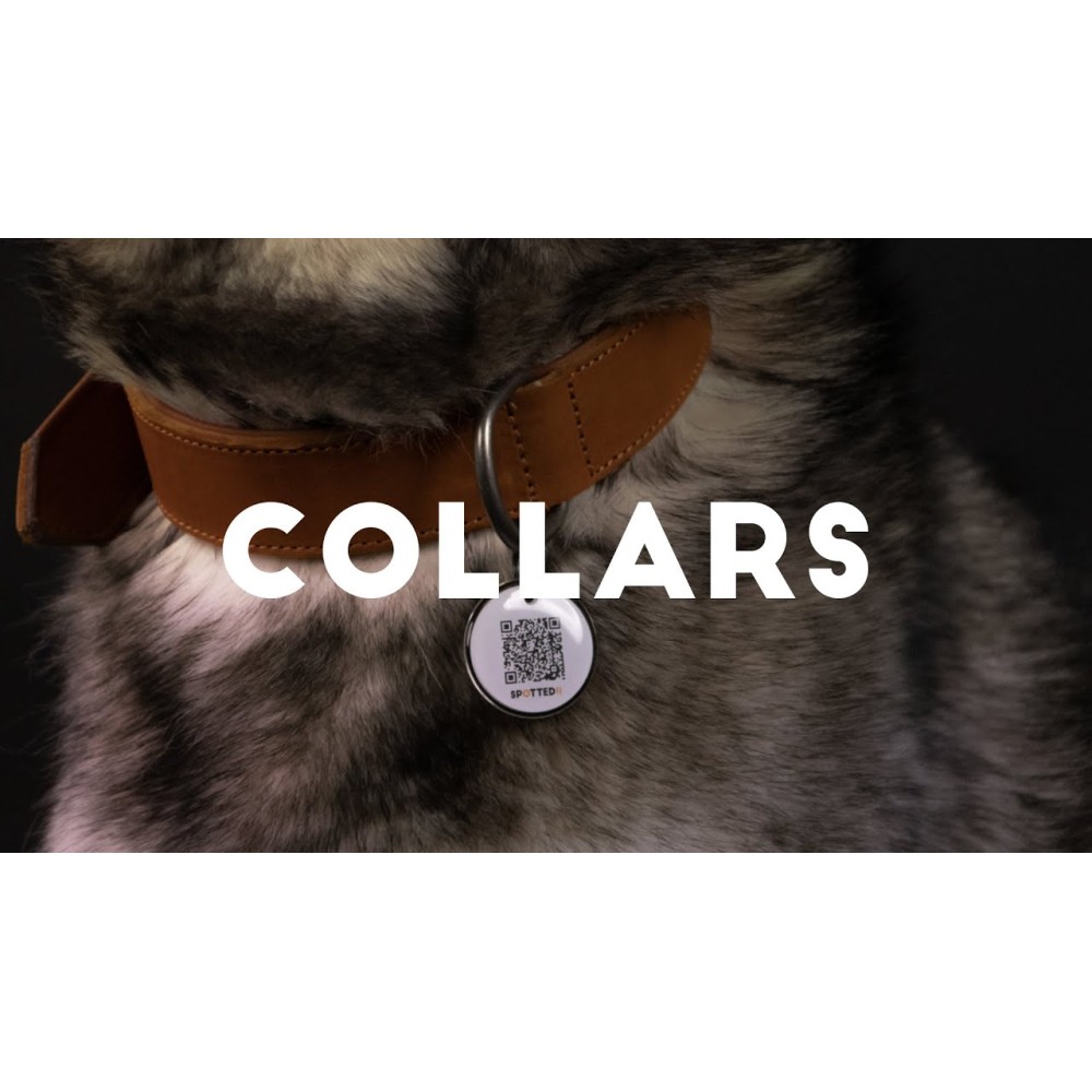 Collier Pro en Cuir Gris pour Chien 2.5x40cm - Qualité Professionnelle