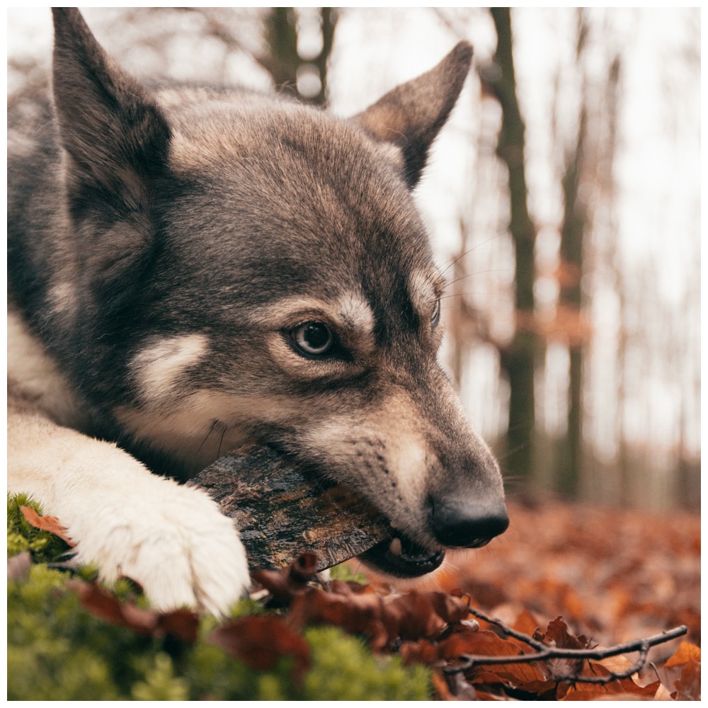Corne de Viking torsadée L