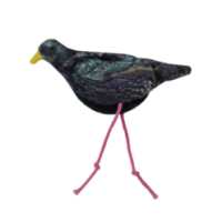 La Vie Sauvage Chat Étourneau