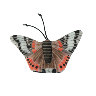 Wild Life Chat Papillon Amiral