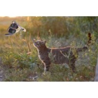 La vie sauvage Chat Libellule