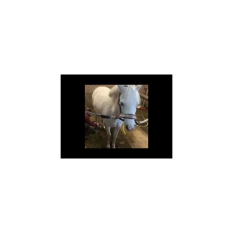 Shampooing Licorne Rose Lucky Horse 250 ml