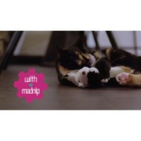 Robocat Grenouille
