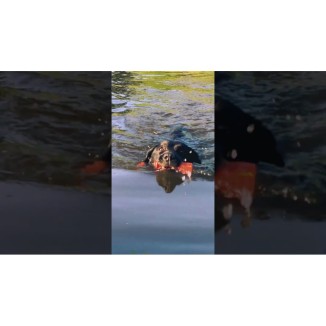 Les Comètes pour Chien Bobber Orange