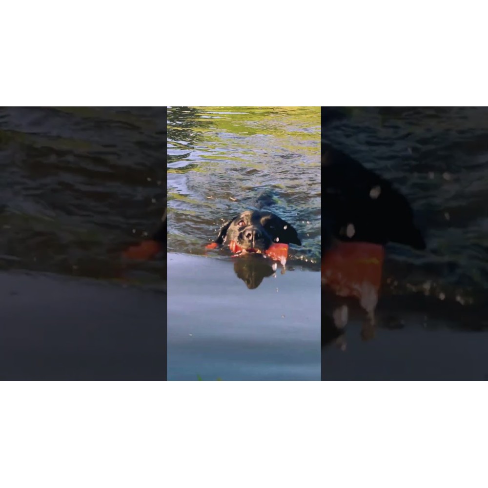 Les Comètes pour Chien Bobber Orange