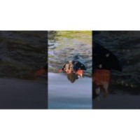 Les Comètes pour Chien Bobber Orange