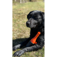 Les Comètes pour Chien Bobber Orange