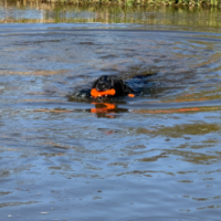 Chien Comètes Bobber Rose