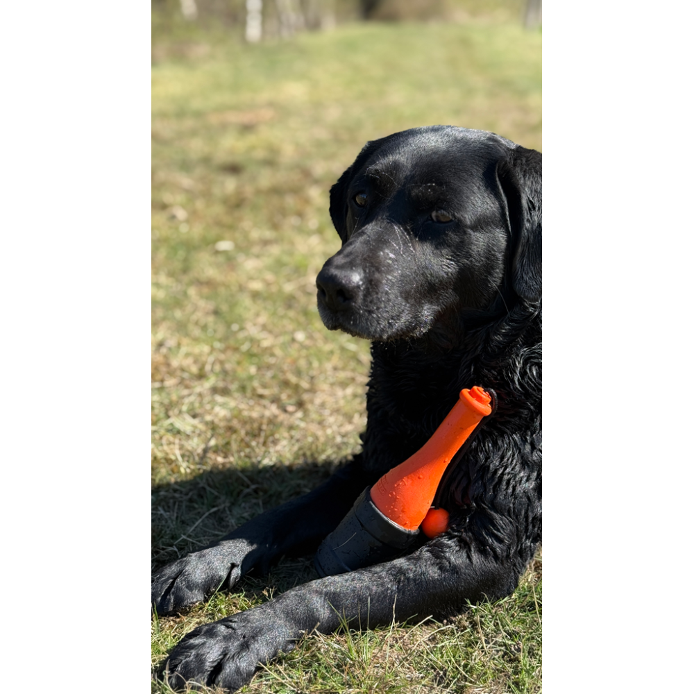 Chien Comètes Bobber Rose