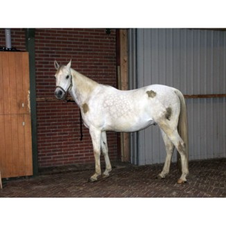 Excellent Spray nettoyant haute brillance pour chevaux 500 ml