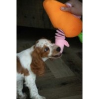 Double Wobble Carrot Conejos