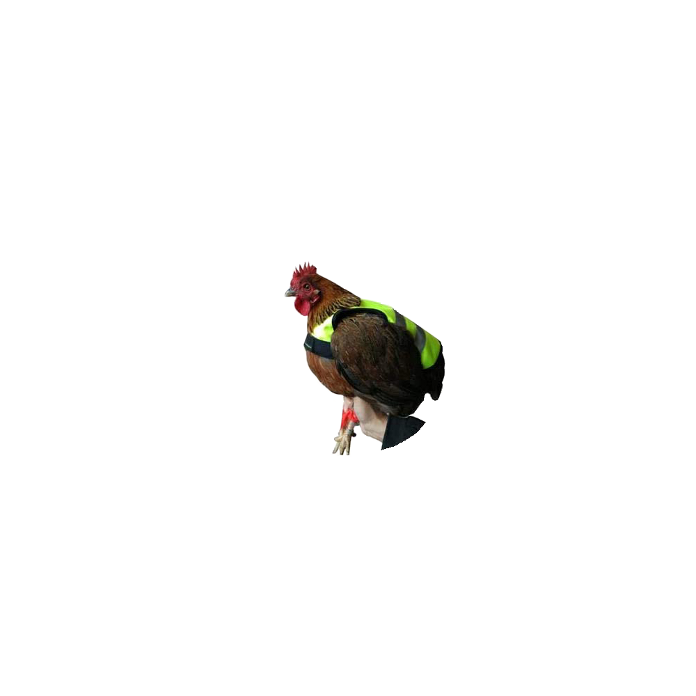 Gilet pour poulet Gaun